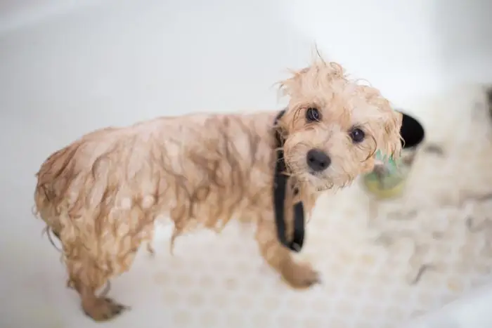 Wet puppy in a bathtub during bath time