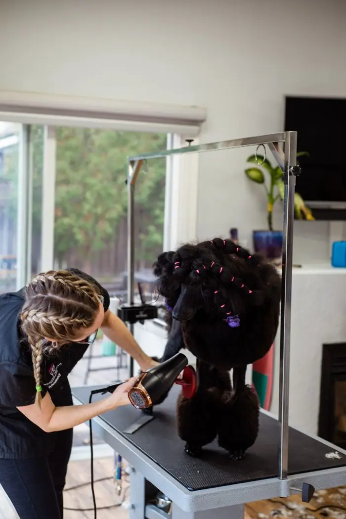Groomer blow-drying a black poodle