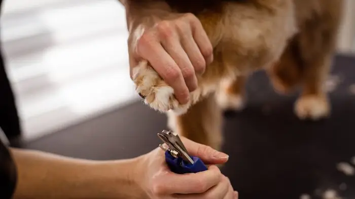 Groomer trimming a dog's nails