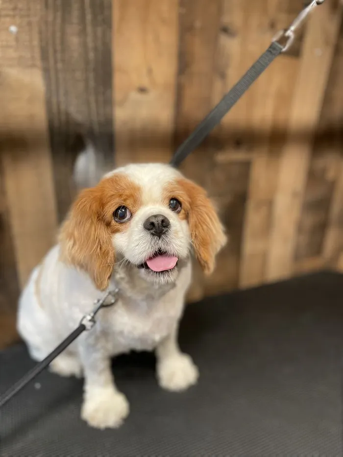 Cavalier King Charles after a groom