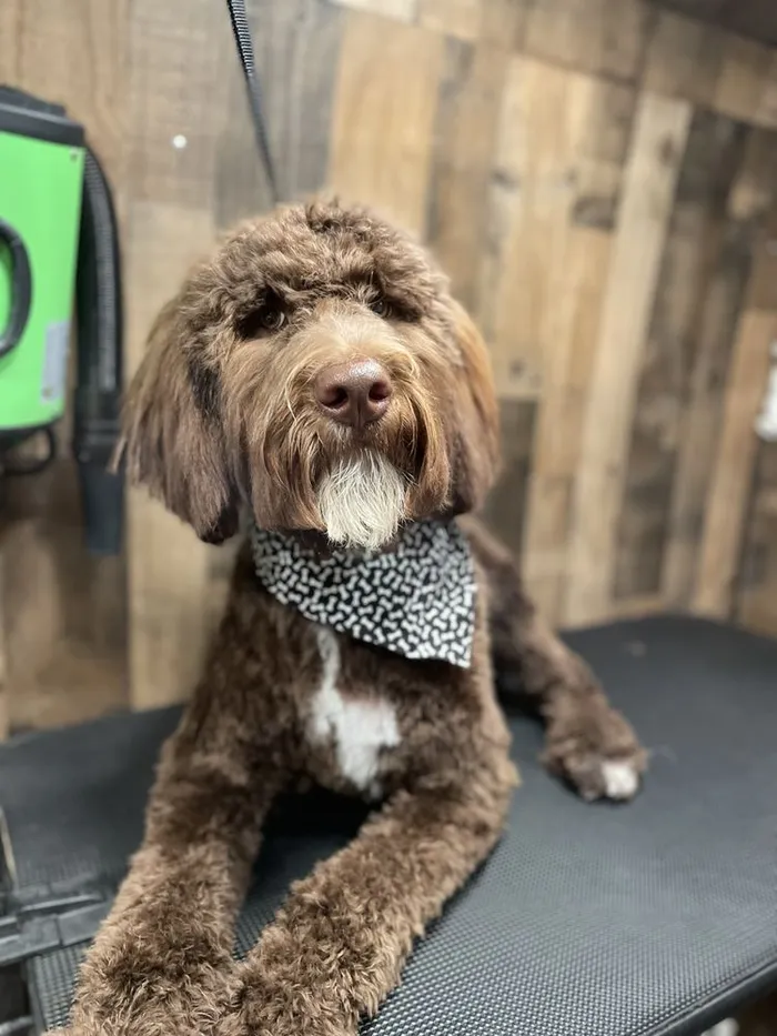 Doodle with a fresh groom and bandana