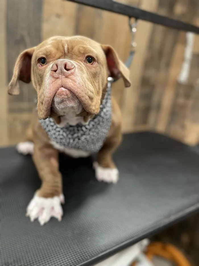 Bulldog after a bath