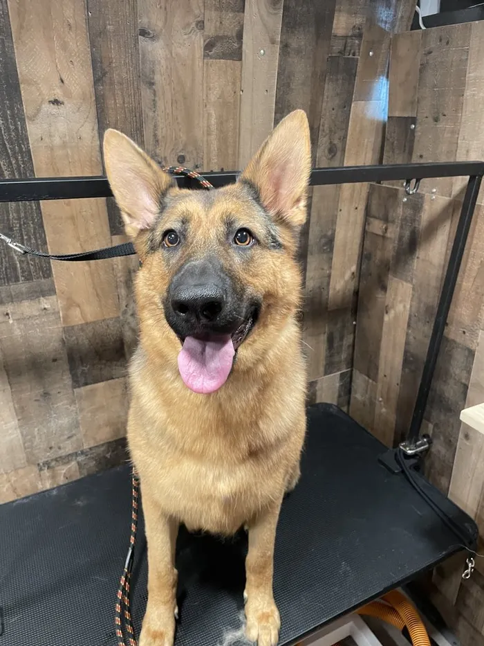 German Shepherd after a bath