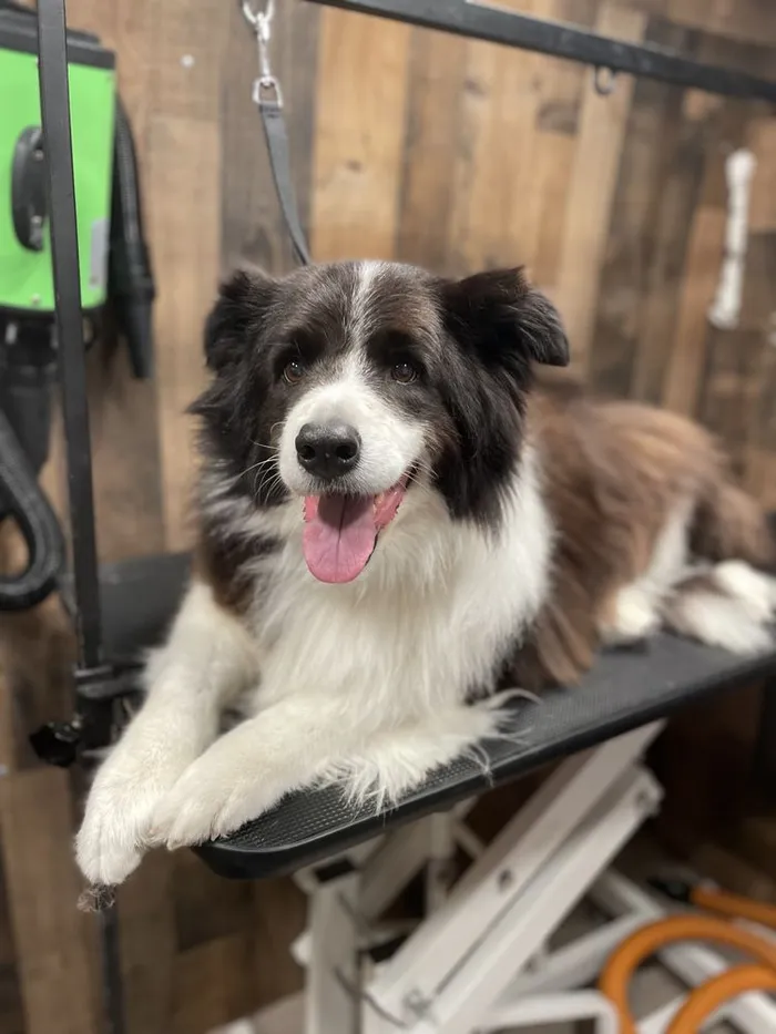Border Collie after a groom