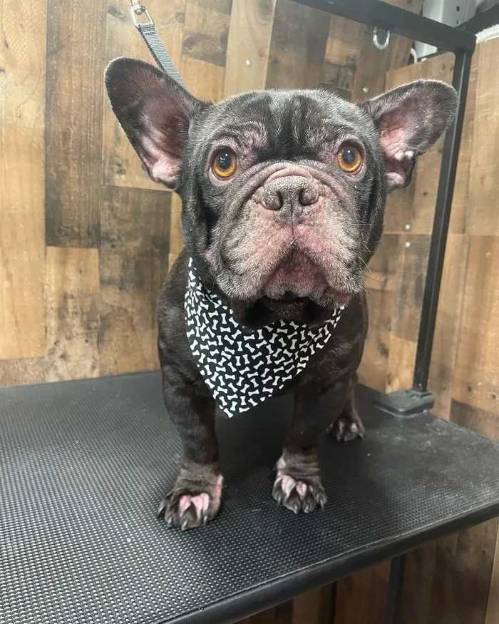 French Bulldog with a bandana